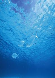 海洋之城接吻