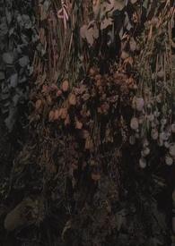 云雀鸟
