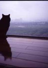 猫咪恶灵之气