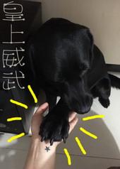 皇上威武下一句