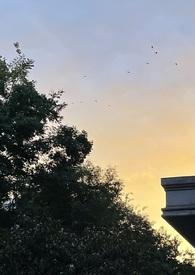 白莲圣母最后下场