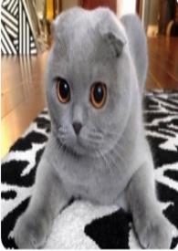 我和猫作文400字